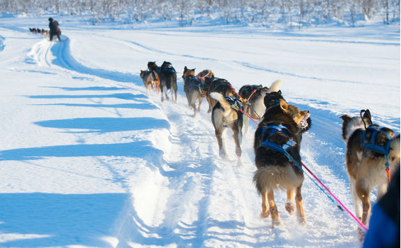 Husky sledding