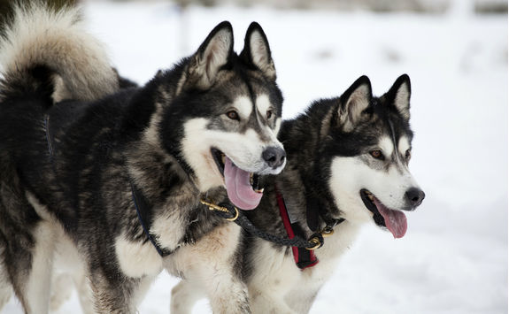 Sledding with husky dogs