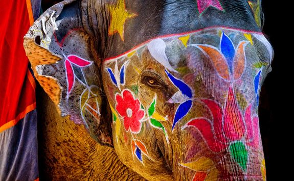 Painted elephant in Jaipur