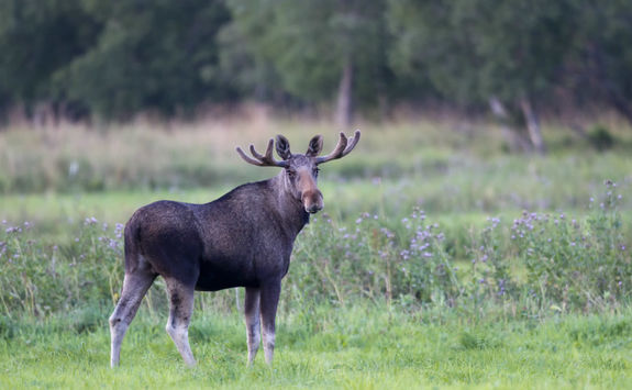 Moose