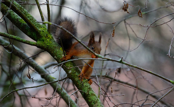 Squirrel