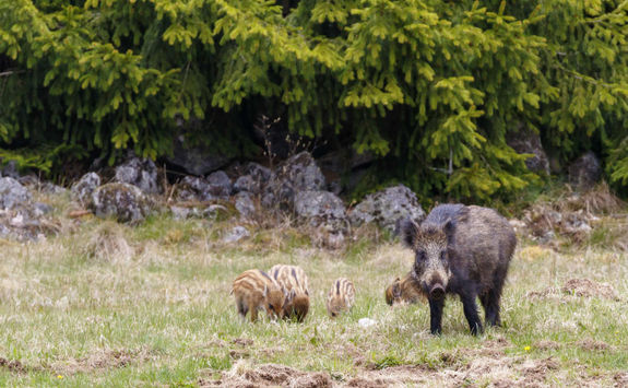 Wild Boar