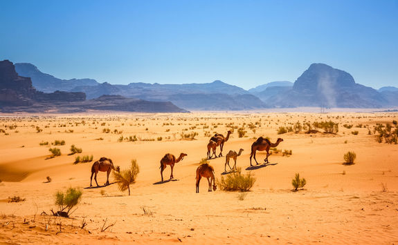 Camels in Wadi Rum