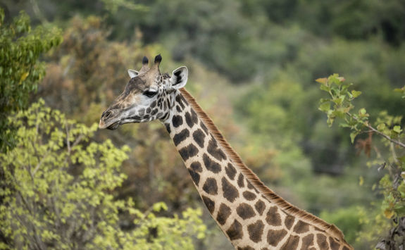 Akagera National Park Giraffe