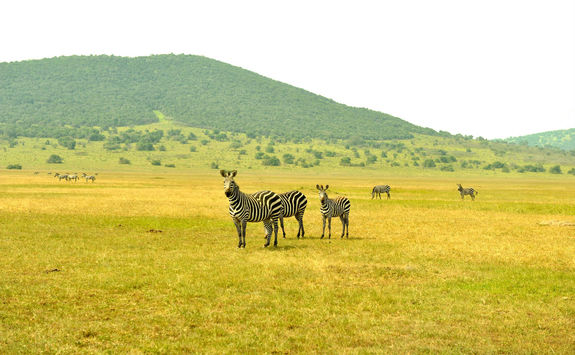 Akagera National Park Zebras
