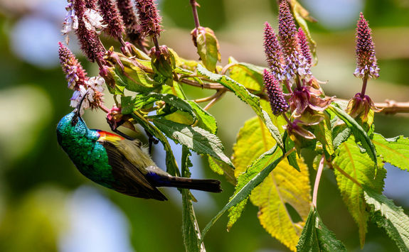 Akagera National Park bird