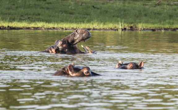 Akagera National Park hippos