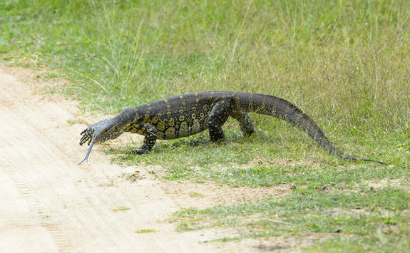 Akagera National Park lizard