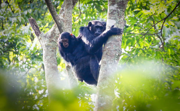 Chimpanzee in Nyungwe Forest National Park