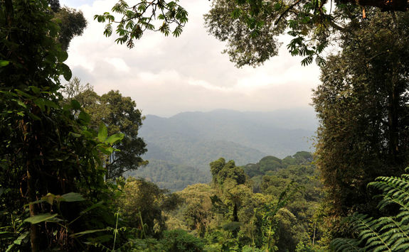 Nyungwe National Park