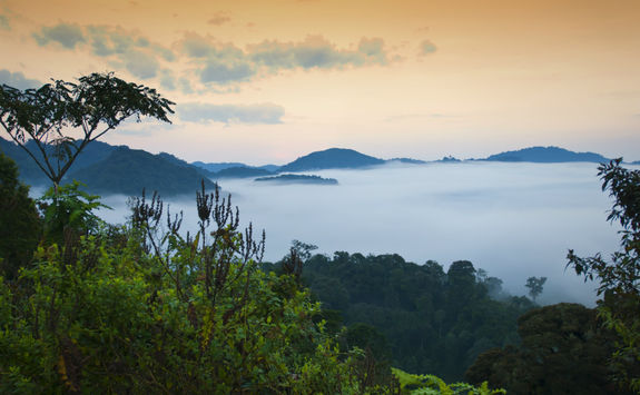 Nyungwe National Park