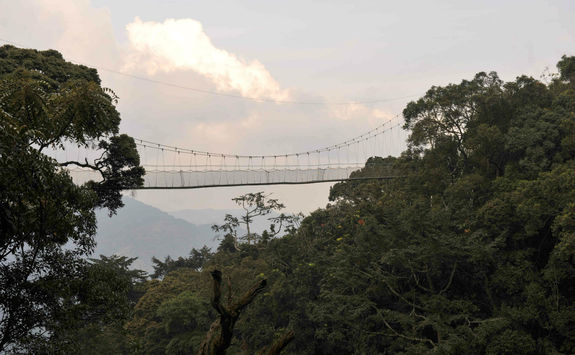 Nyungwe National Park tree canopy walkway