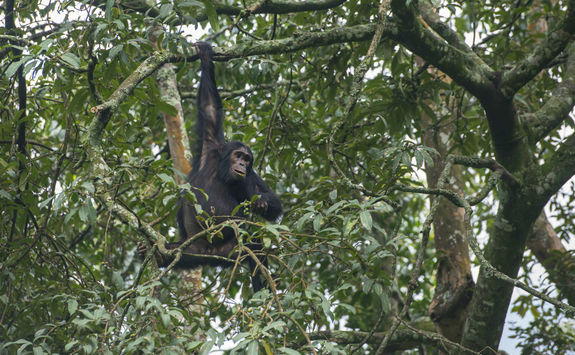 Chimpanzee in Nyungwe Forest National Park