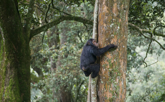 Chimpanzee in Nyungwe Forest National Park