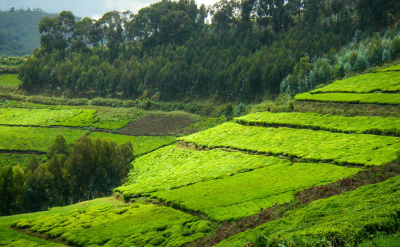 Nyungwe National Park tea plantation