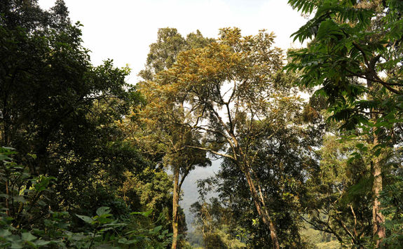 Nyungwe National Park