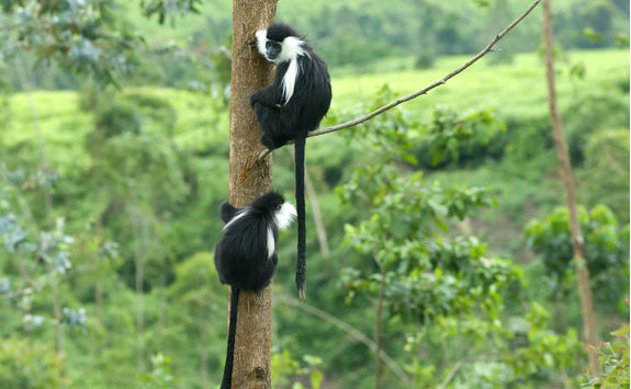 Colobus Monkeys