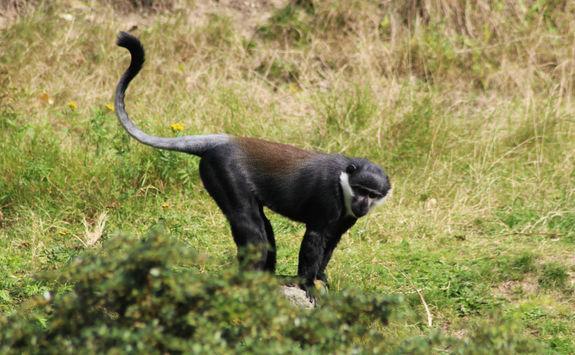 L’Hoests’s monkeys