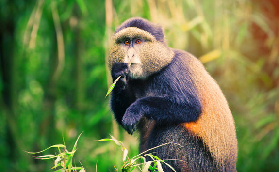 Golden Monkey
