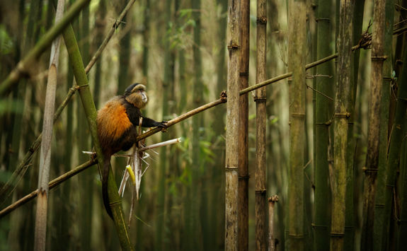 Golden Monkey