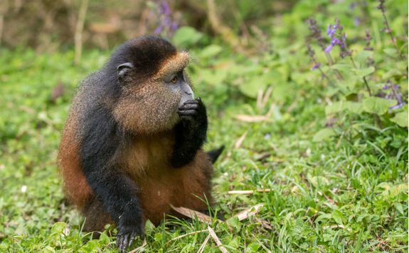 Golden Monkey
