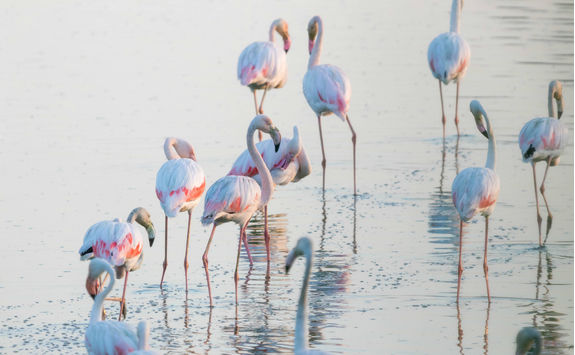 Flamingos in water