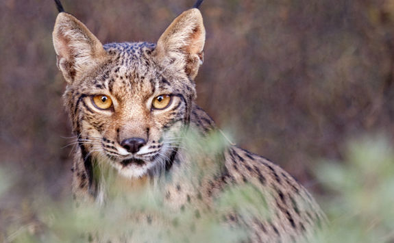 Iberian lynx