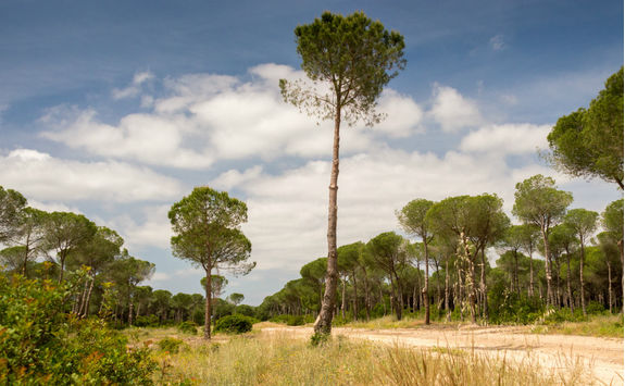 Sandy road in Donana National Park