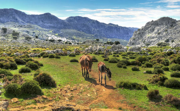 Horses walking in mountains
