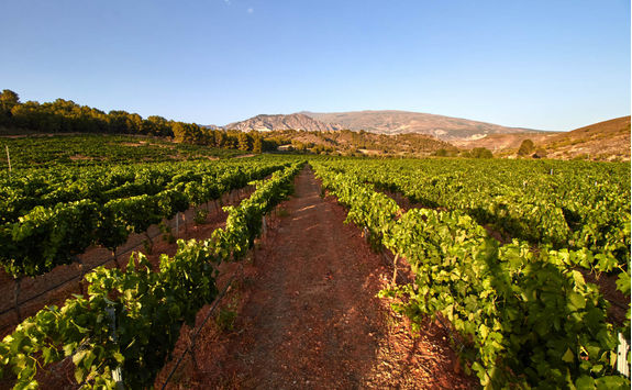 Vineyards in Andalucia