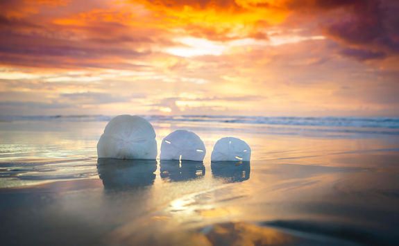 Shells on Myrtle beach