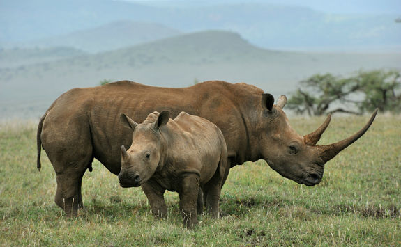 Baby clack rhino and mother