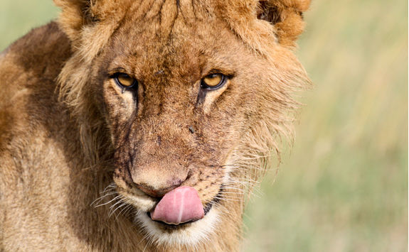 Close up angry lion