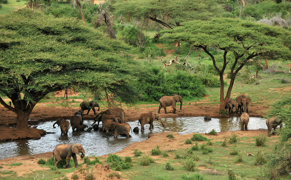 Elephant herd at waterhole and acacia trees