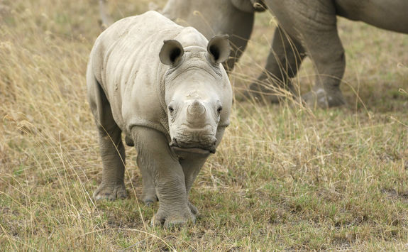 Baby wild white rhino