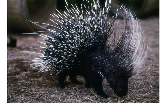 Porcupine