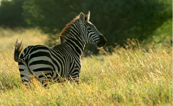 Zebra in Laikipia