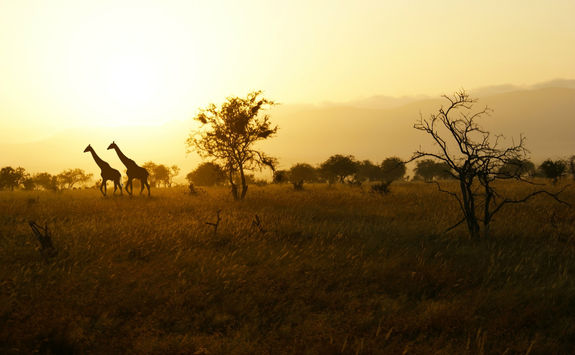 Giraffes in the wild savanna sunset