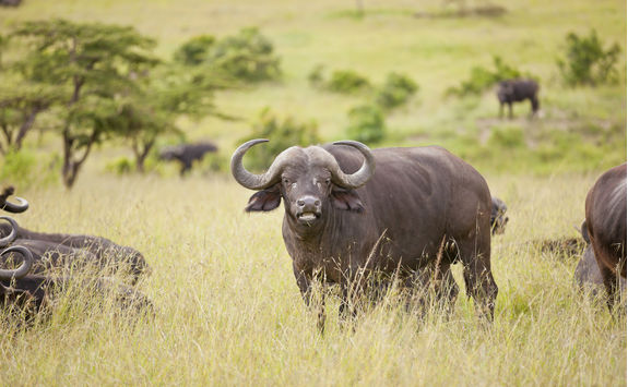 Domestic water buffalo