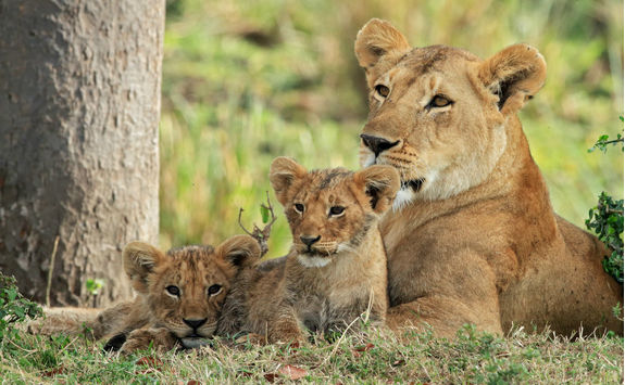 Female lion with cubs