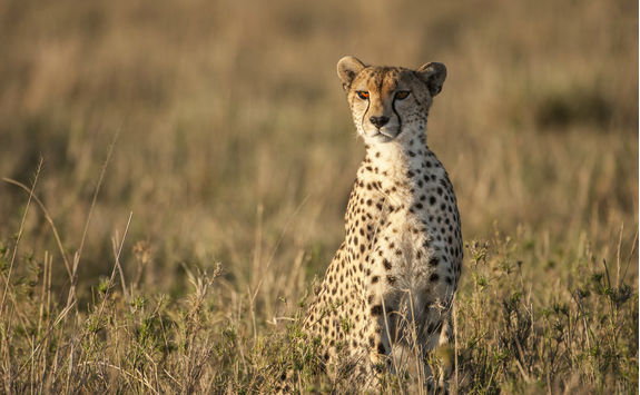 Wild cheetah sitting looking out across the savanna