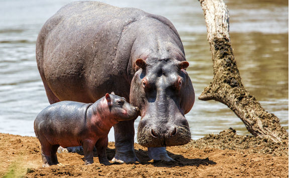 Hippo mother with baby
