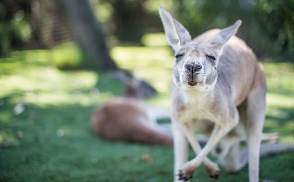 Kangaroo in the wild