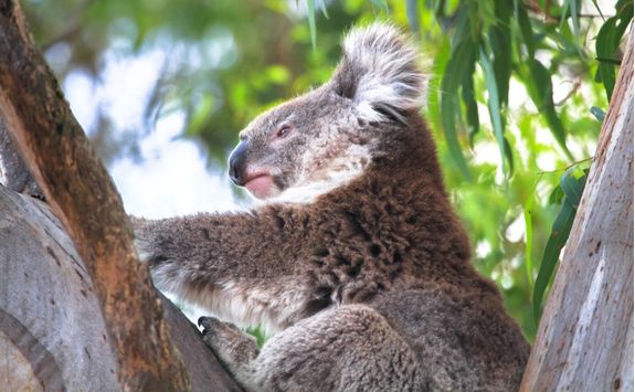 Koala resting in a eucalyptus tree