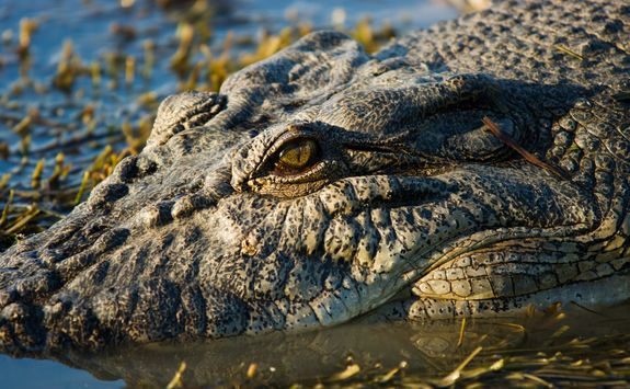 Close up of a crocodile