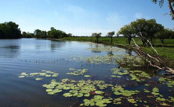 Yellow water billabong
