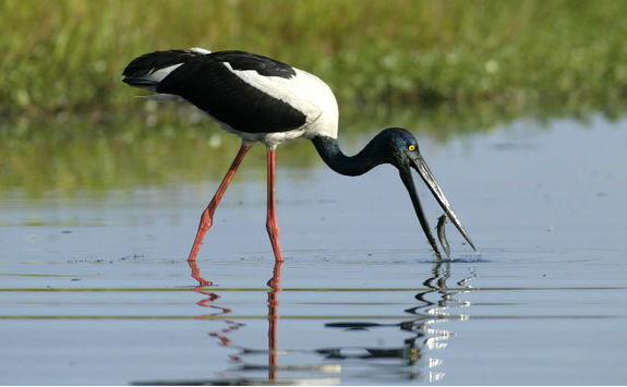 Jabiru in yellow water