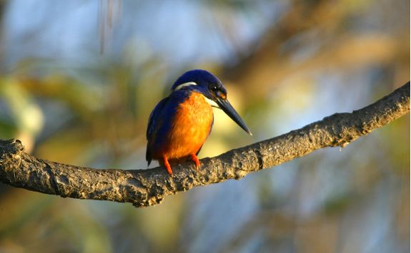 Kingfisher bird on a branch