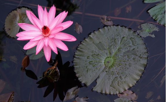 Water lily flower