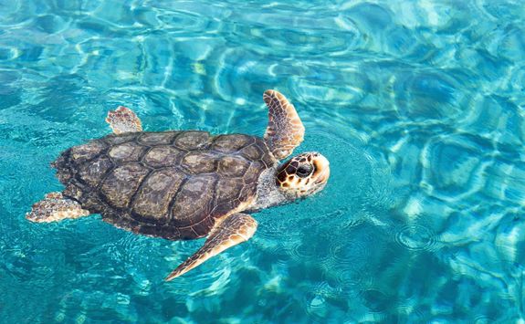 Big sea turtle swimming on water